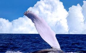 Что известно о таинственной Китовой Аллее на острове Итырган