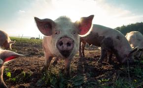 В Алтайском крае начали борьбу с обнаруженной в колбасе африканской чумой свиней