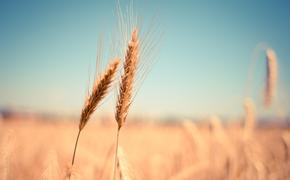 В России урожай зерна приблизится к рекорду