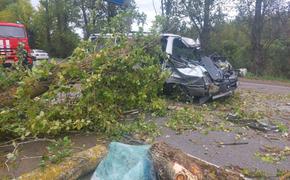 Под Гатчиной водитель на иномарке врезался в упавшее дерево и погиб