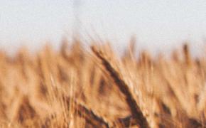 Украина предложила Польше альтернативный вариант экспорта зерна