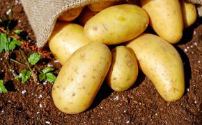 В Приморье двое мужчин умерли из-за отравления картофельными испарениями