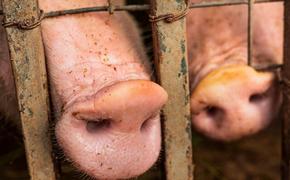 Африканскую чуму свиней выявили в Краснодарском крае