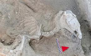 Археологи обнаружили скелет лошади урартского периода с бронзовым удилом 