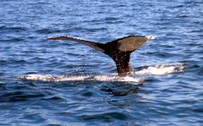 Горбатые киты играют, катаясь в водорослях