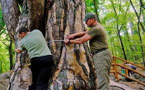 Решено проверить действительно ли сосне Палласа в Ялте 1500 лет