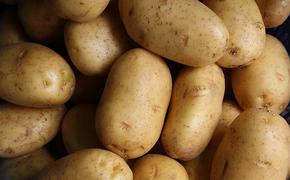 Рекордные урожаи картофеля объясняют увеличением мощностей его хранения