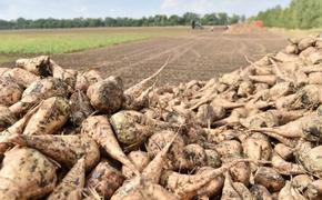 Аграрии Кущевского района получили один из самых высоких в крае урожай пшеницы