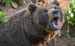 Медведь пришел в школу и получил урок