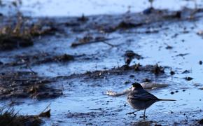 Скопление воды в закрытых шахтах угрожает загрязнением водоемов Донбасса