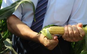 На Кубани готовят принципиально новый закон о семеноводстве