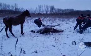 Сотрудники МЧС спасли травмированную лошадь в Хабаровском крае