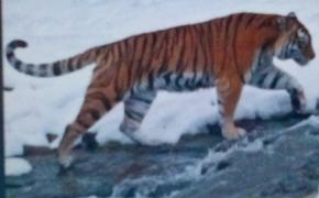 Тигр из Хабаровского края напугал китайскую деревню