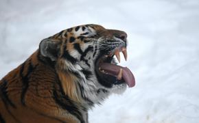 В Хабаровском крае тигр растерзал собаку
