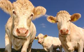 В США подтвержден новый случай сибирской язвы крупного рогатого скота 