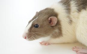 Социолог Симонова объяснила нашествие крыс во Франции неправильной очисткой