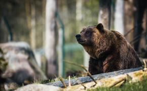 Медведь-шатун набросился на камчатского сторожа