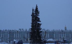 На Дворцовую площадь привезли новогоднюю елку