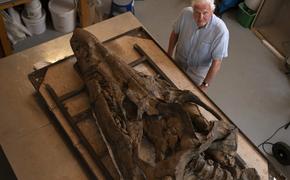 В Англии обнаружен череп древнего «морского чудовища» с кинжалоподобными зубами