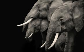 100 слонов погибли в парке Зимбабве в результате засухи