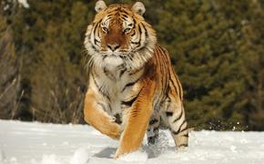 Жителей Хабаровского края осудили за продажу амурского тигра