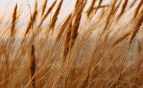 Кабмин РФ установил квоту на вывоз зерна в размере 24 миллионов тонн с 15 февраля