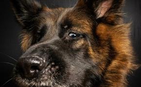 Астраханские депутаты позволят гуманно умерщвлять бездомных собак