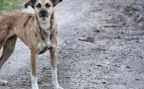 В Хабаровском крае бездомный пес укусил ребенка - назначена компенсация