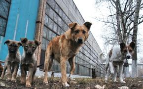 Бастрыкин поручил завести дело по факту нападения собак на хабаровчанку