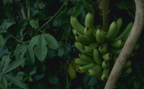 С импортом бананов из Эквадора возможны перебои