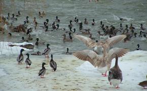 Орнитологи просят жителей городов помочь в подсчёте водоплавающих птиц