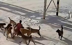 В Хабаровске бездомные собаки насмерть загрызли мужчину
