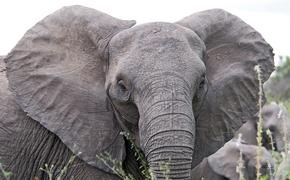 В Зимбабве из-за засухи погибло более 160 слонов