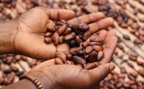 Какао-бобы по цене на бирже достигли исторического максимума