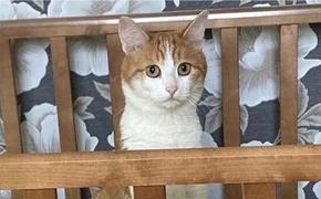 Погибший екатеринбургский кот победил кандидата в президенты Надеждина