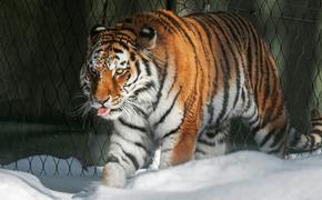 Shot: в Приморье неизвестные убили амурского тигра из Красной книги