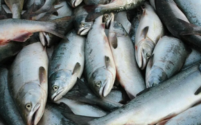 В Хабаровском крае предрекли катастрофический дефицит лососей