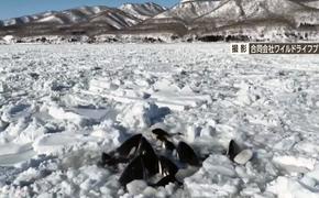 Японские косатки не дождавшись русского воздуха ушли на дно