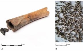 Найдены доказательства употребления римлянами наркотических семян
