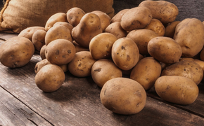 В Хабаровске собрались клонировать картофель