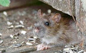 Директор актера Краско возмутился наличием крыс во дворе своего дома