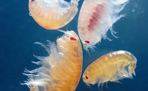 В Арктике обнаружены ночные ракообразные охотящиеся на медуз