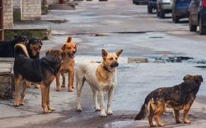 Прокуратура проверяет данные о нападении собак на хабаровчанина