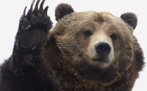 Раннее тепло в Хабаровске разбудило медведей в зоосаду «Приамурский»