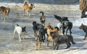 Бастрыкин запросил доклад по делу о нападении собак на людей в Хабаровске