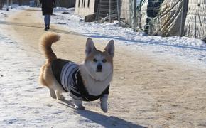 В Архангельске оборудуют специальные площадки для выгула собак 