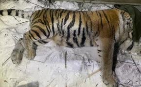 Тигрицу, нападавшую на собак в Хабаровском крае, выпустят на волю