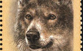 Чернобыльские волки, возможно, развили устойчивость к раку