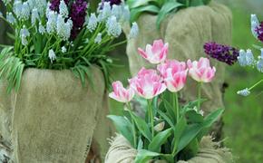 Эксперты рассказали, сколько будут стоить тюльпаны к 8 марта в Петрозаводске 