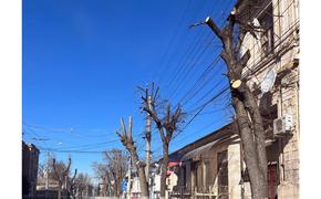 Крымские города продолжают украшать деревьями-обрубками